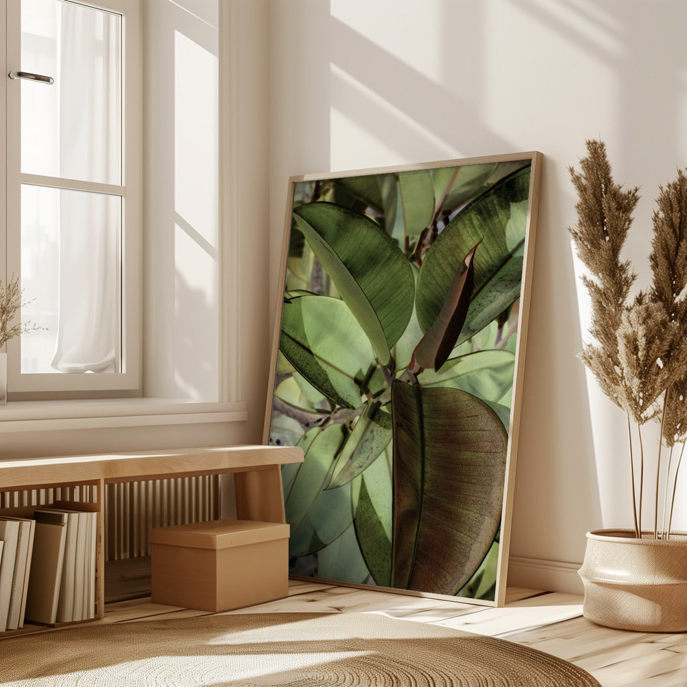 Ficus Elastica Poster