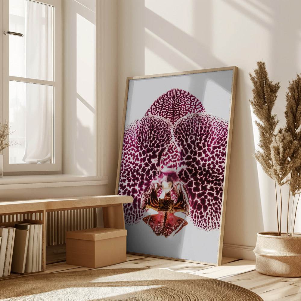 Leopard Orchid Poster