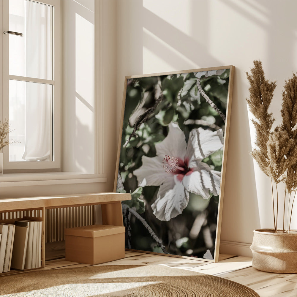 Pale Pink Hibiscus Poster