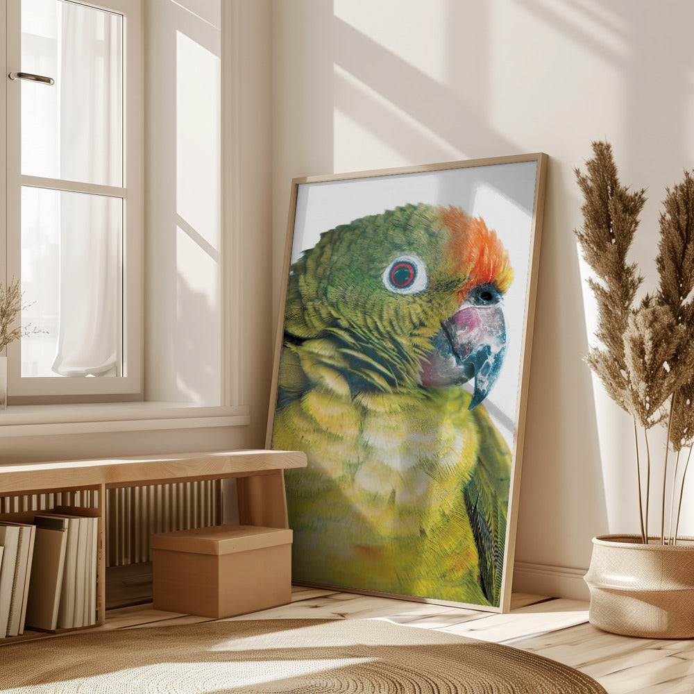 Parrot Poster