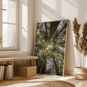 Reedwood Forest Poster