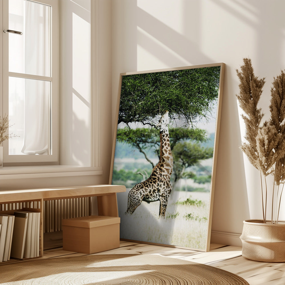 Giraff Stretch In Serengeti Poster