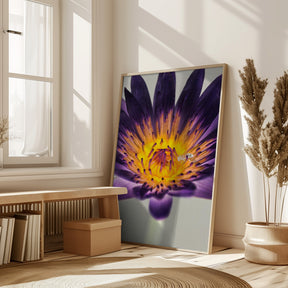 Water Lilly Poster