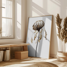 Dry Sea Shell Flower Poster