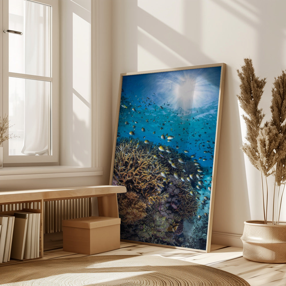 The damselfish against the light Poster