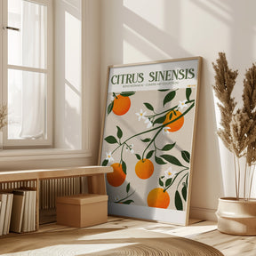 Citrus Sinensis - Orange Poster