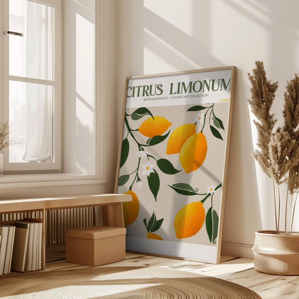 Citrus Limonum - Lemon Poster