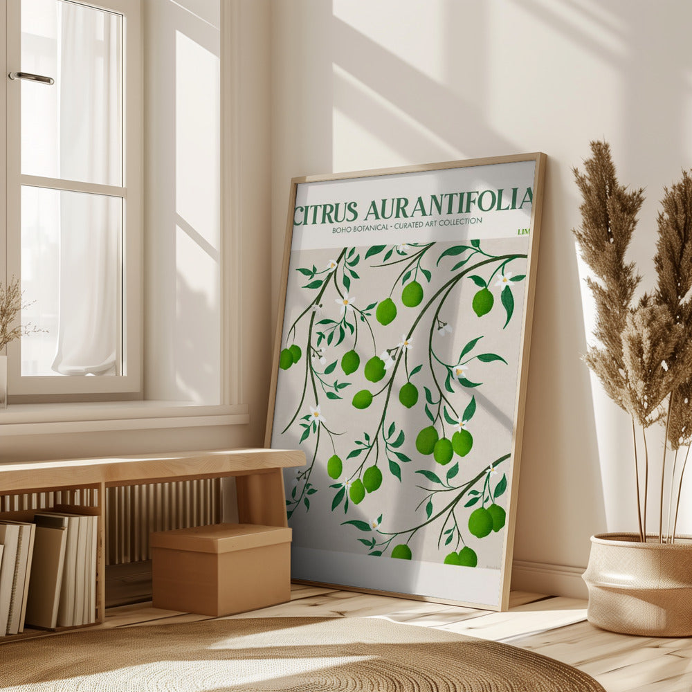 Citrus Aurantifolia - Lime Poster