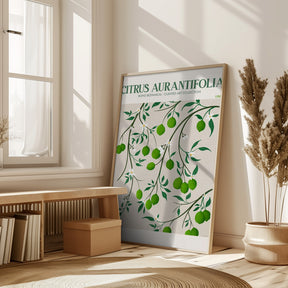 Citrus Aurantifolia - Lime Poster