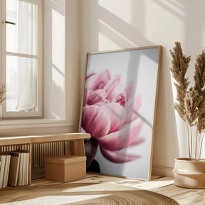 Peony 1 Poster