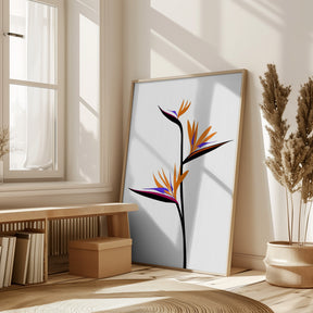 Bird of paradise in black Poster