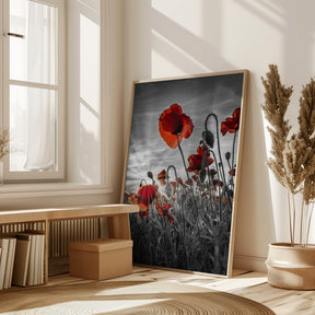 Fascinating poppies | colorkey Poster