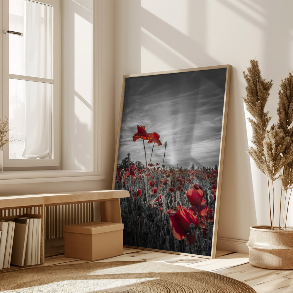 Poppies in sunset | colorkey Poster