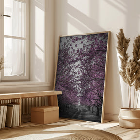 Amazing cherry blossom alley in pink Poster