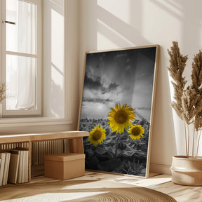 Yellow pop sunflowers Poster