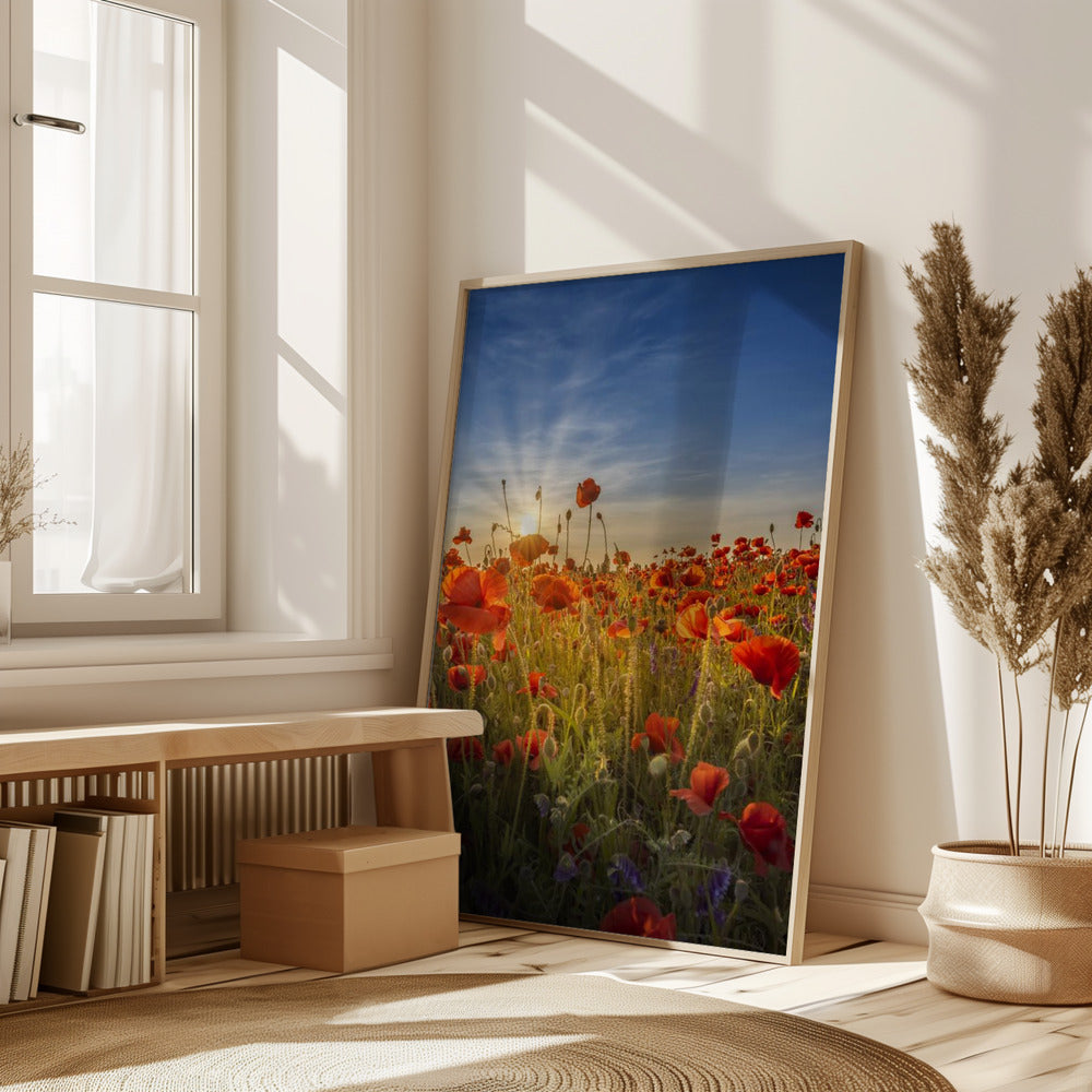 Gorgeous sunset in a poppy field Poster