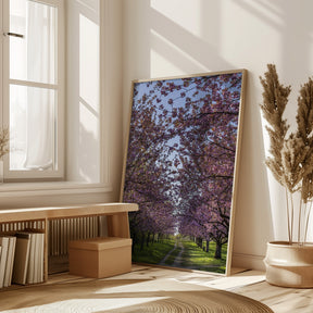 Idyllic cherry blossom trail Poster