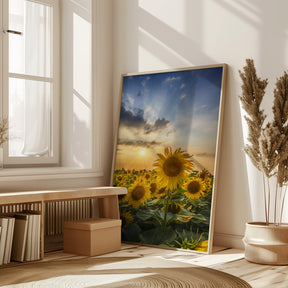 Sunset with beautiful sunflowers Poster