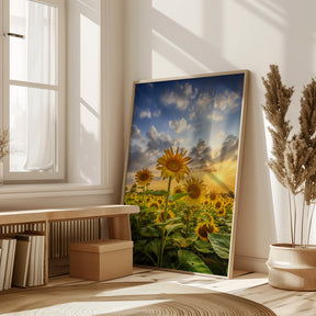 Sunflower field at sunset Poster