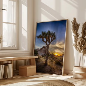 Charming sunset at Joshua Tree National Park Poster