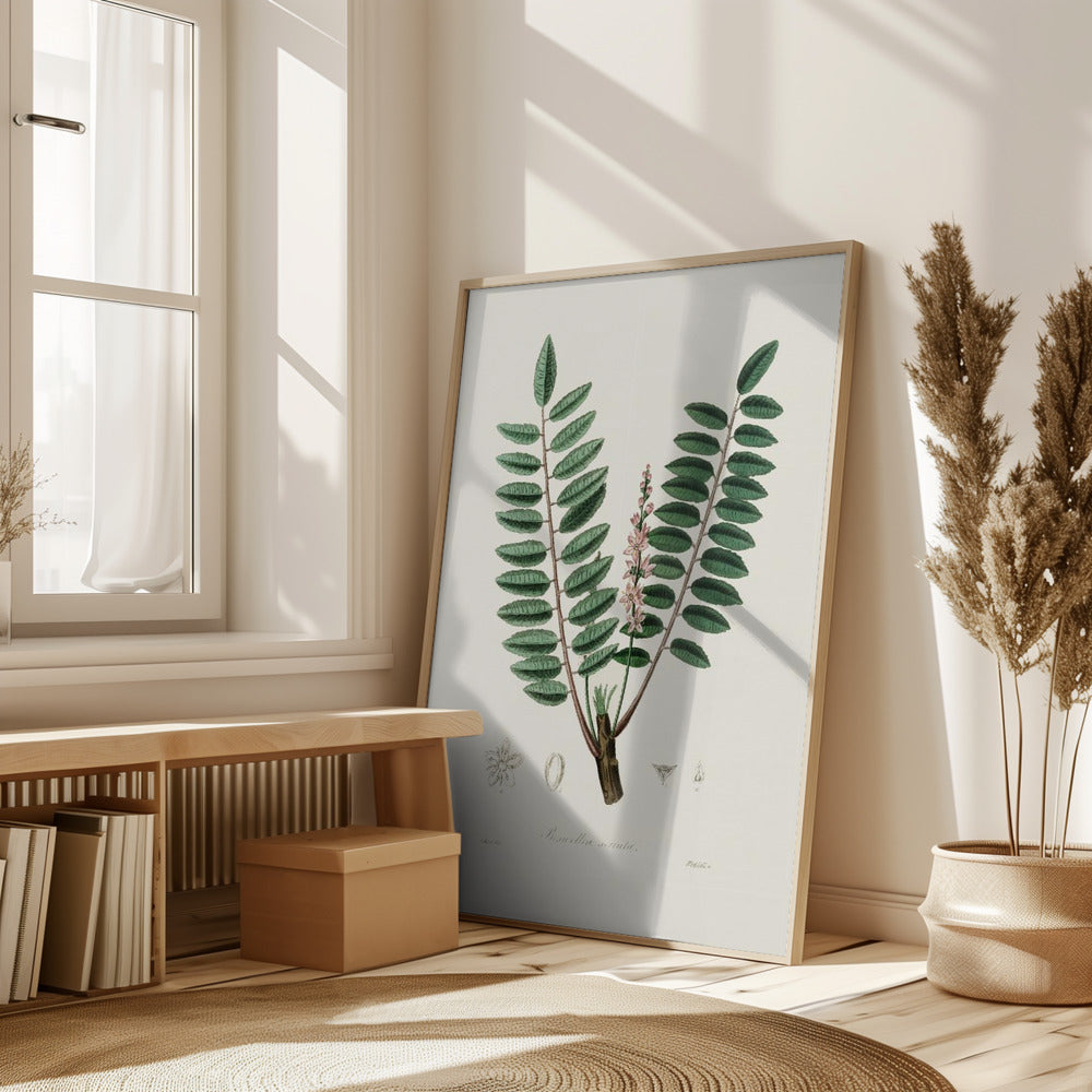 Boswellia Serrata Medical Botany Poster