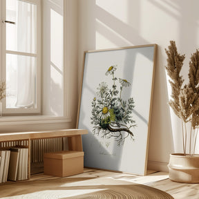 Chamomile (anthemis Nobilis) Medical Botany Poster