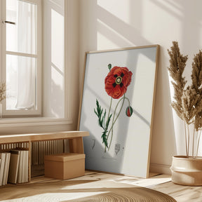 Common Poppy (papaver Rhoeas) Medical Botany Poster