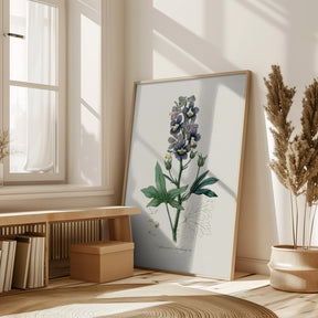 Delphinum Staphisagria Medical Botany Poster