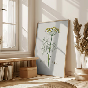 Dill (anethum Graveolens)  Medical Botany Poster