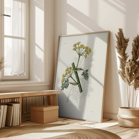 Ferula Persica Medical Botany Poster