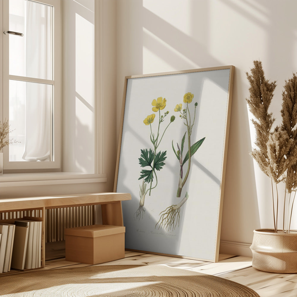 Lesser Spearwort (ranunculus Flammula) Medical Botany Poster