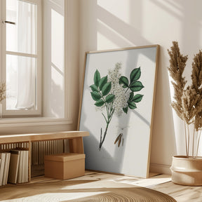 Manna Ash (fraxinus Ornus) Medical Botany Poster