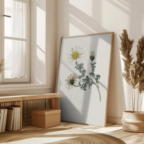 Mount Atlas Daisy (anthemis Pyrethrum) Medical Botany Poster