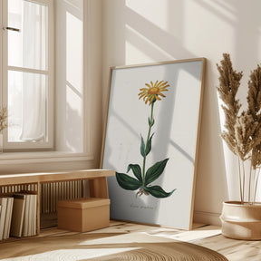 Mountain Arnica (arnica Montana) Medical Botany Poster