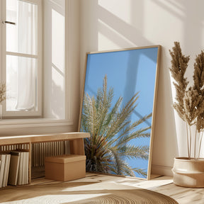 Moroccan Coast Palm Tree Poster