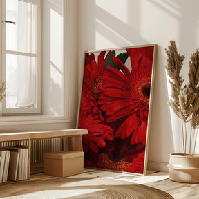 Red Gerbera Daisy Detail Poster