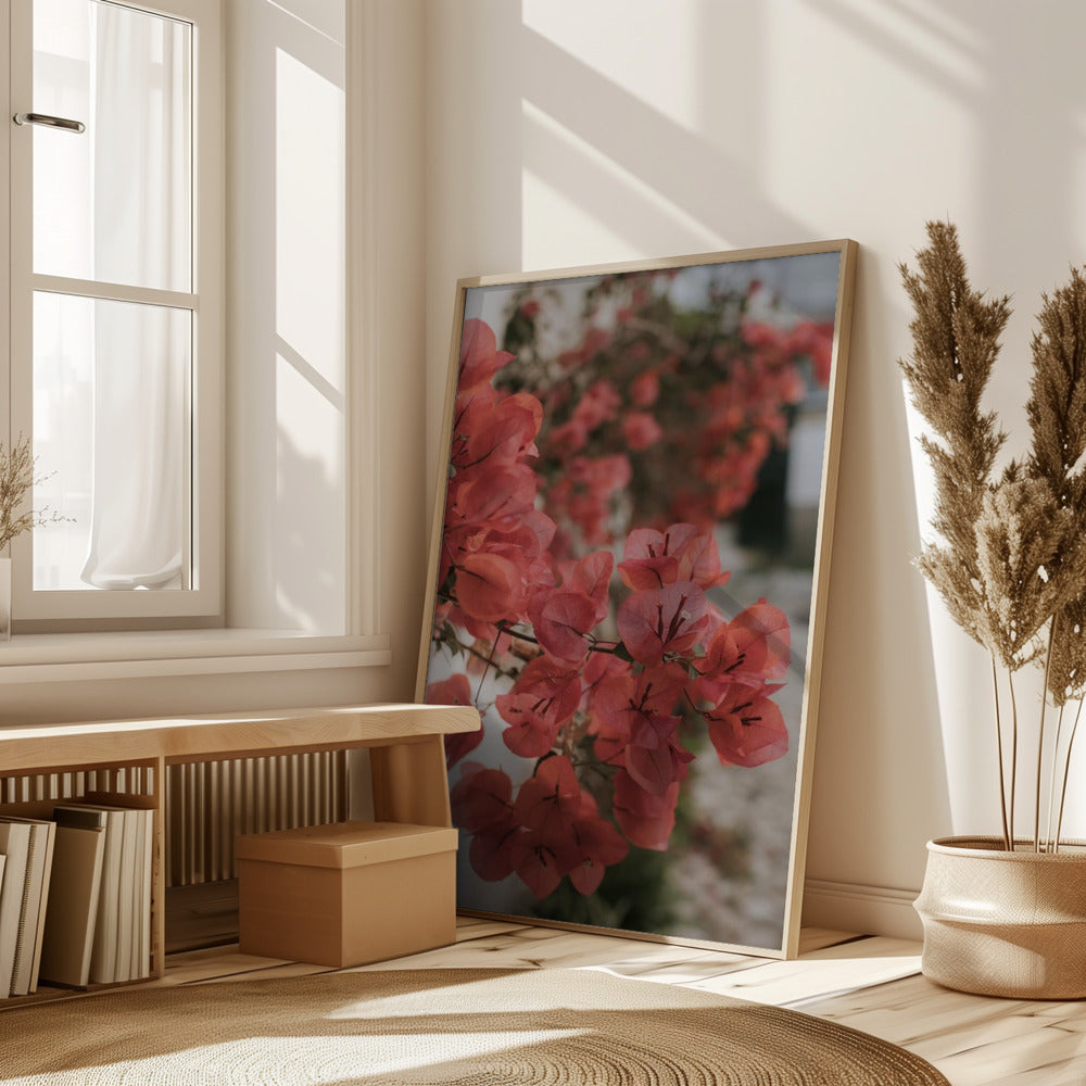 Pink Bougainvilleas Poster