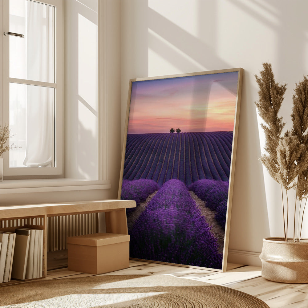 Lavender fild Poster