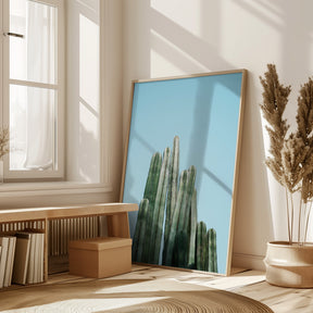 Tall Cacti Poster