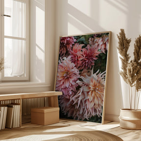 Pink Dhalias Poster