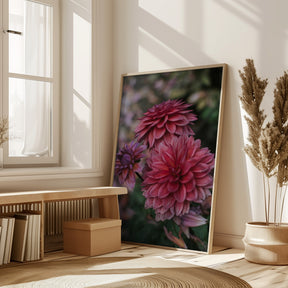 Dark Pink Dhalias Poster