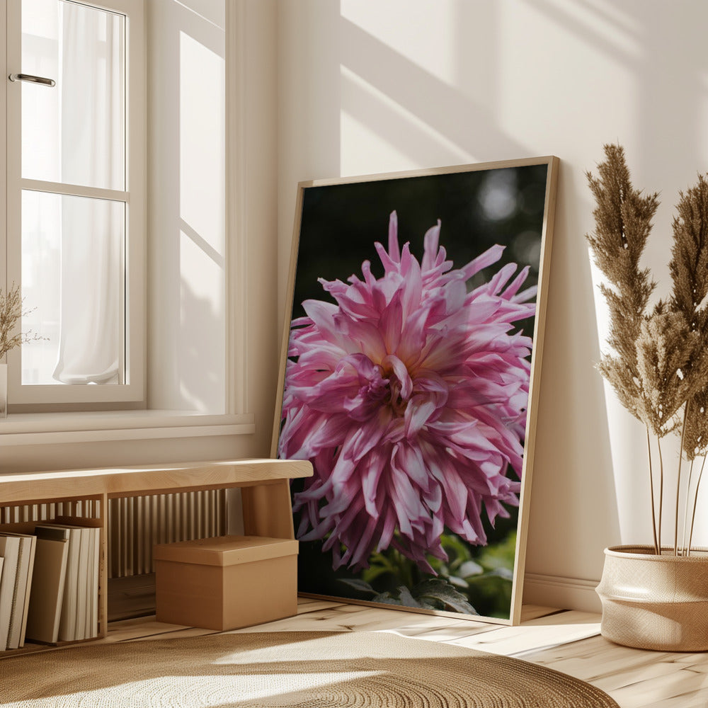 Light Pink Dhalia Poster