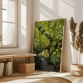 Path trough the amazing Hoh Rainforest, Olympic National Park Poster