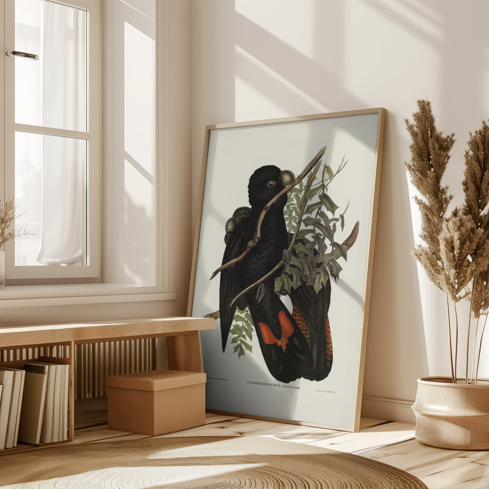 Western Black Cockatoo Poster