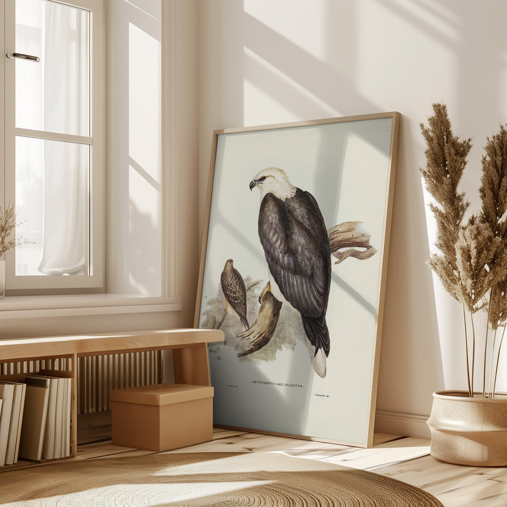 White Bellied Sea Eagle Poster