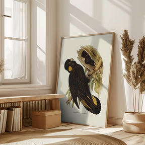 Yellow Eared Black Cockatoo Poster