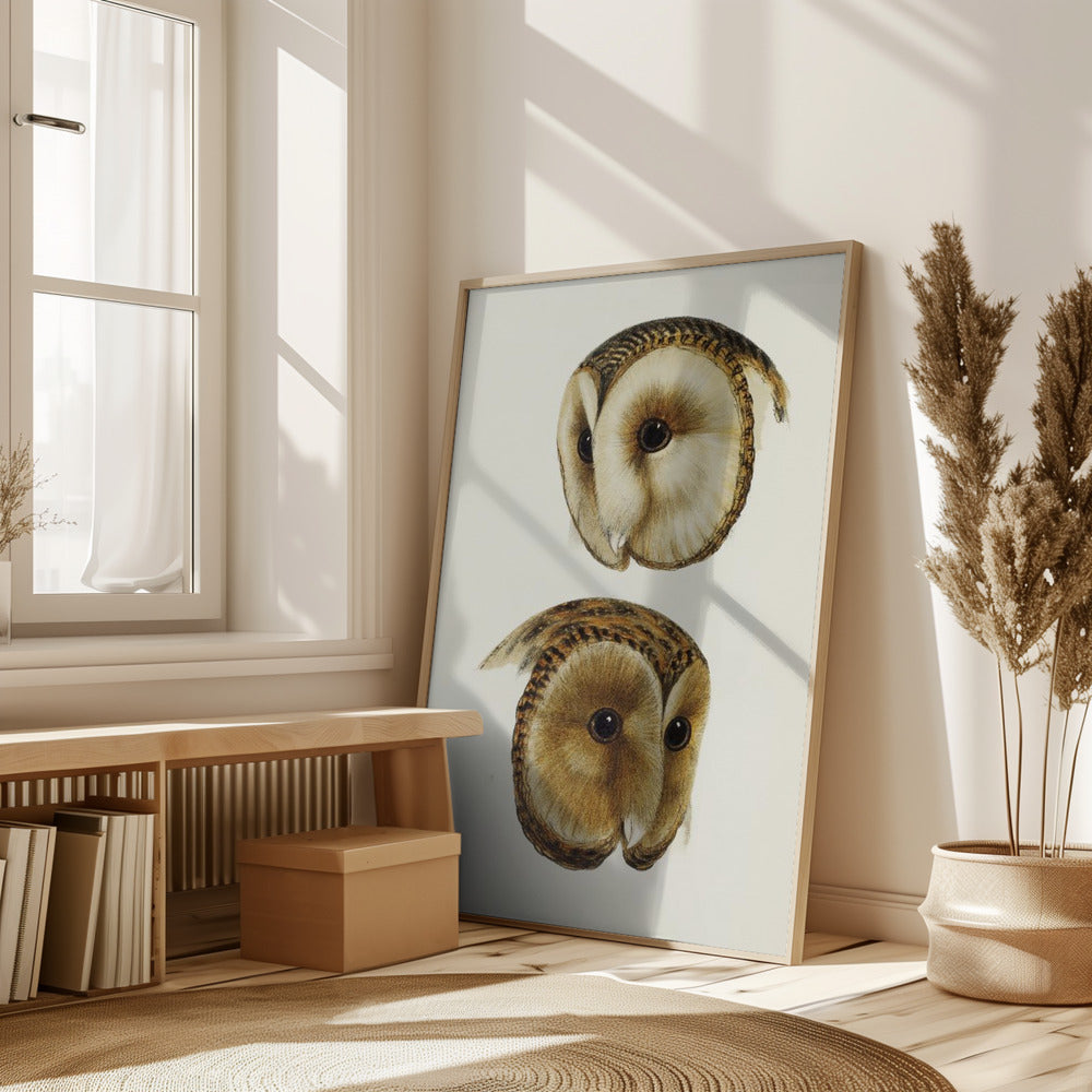 Masked Barn Owl Poster