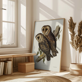 Masked Barn Owl Poster