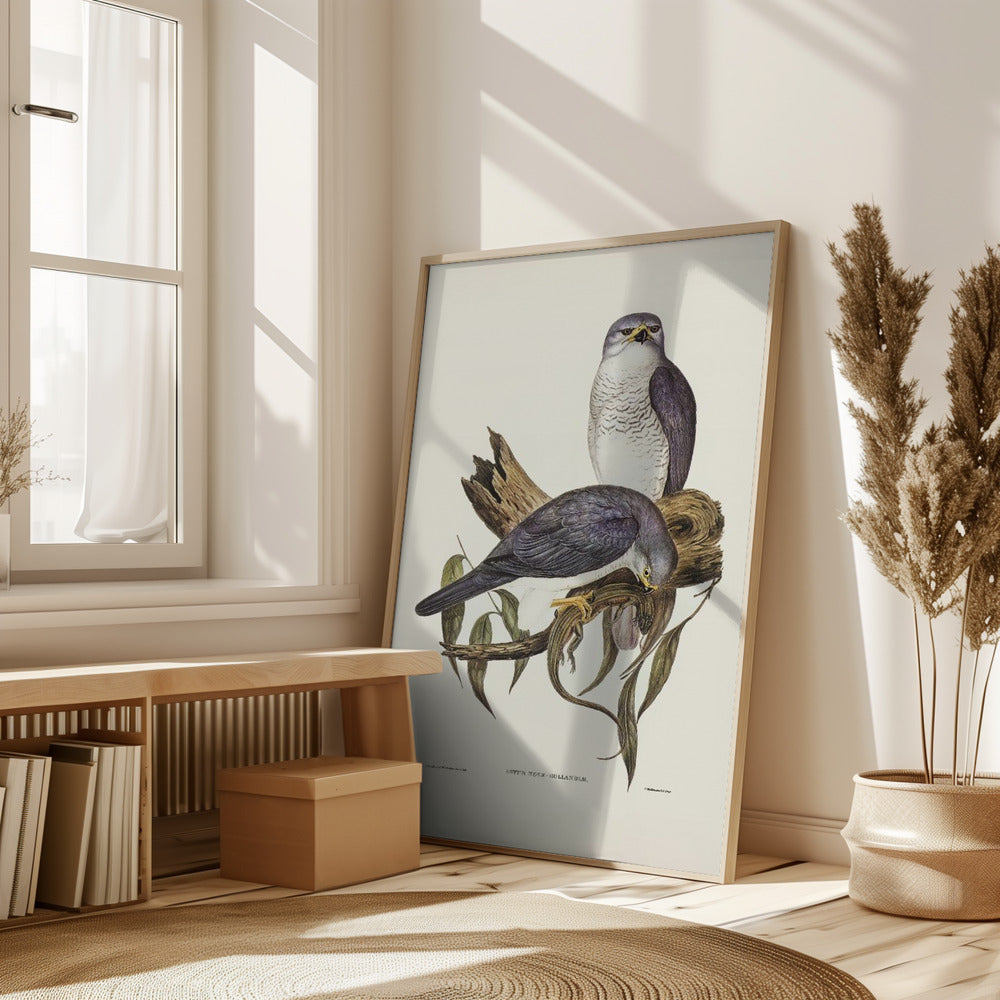 New Holland Goshawk Poster