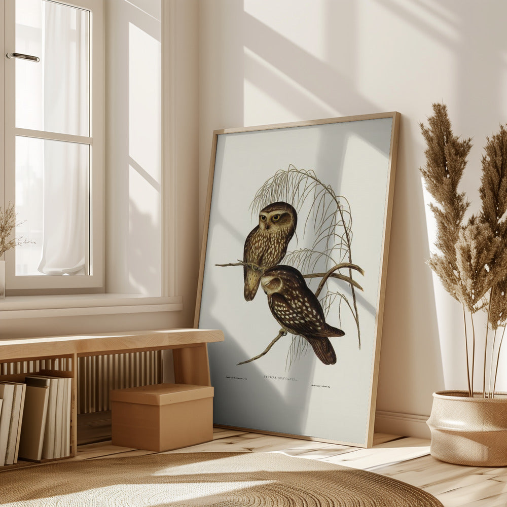 Spotted Owl Poster